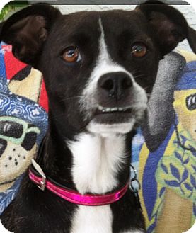 boston and rat terrier mix