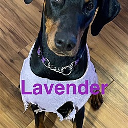 Thumbnail photo of Lavender #1