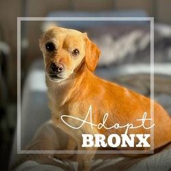 Thumbnail photo of Bronx #2