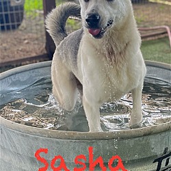 Thumbnail photo of Sasha #2