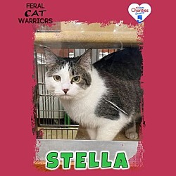 Photo of Stella