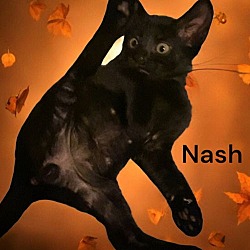 Thumbnail photo of Nash #2