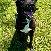 adopt-pet