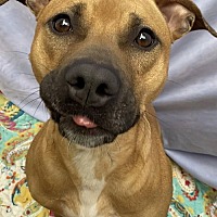 adopt a pet