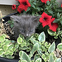 adopt a pet
