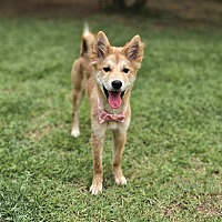 adopt a pet