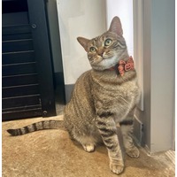 adopt-pet