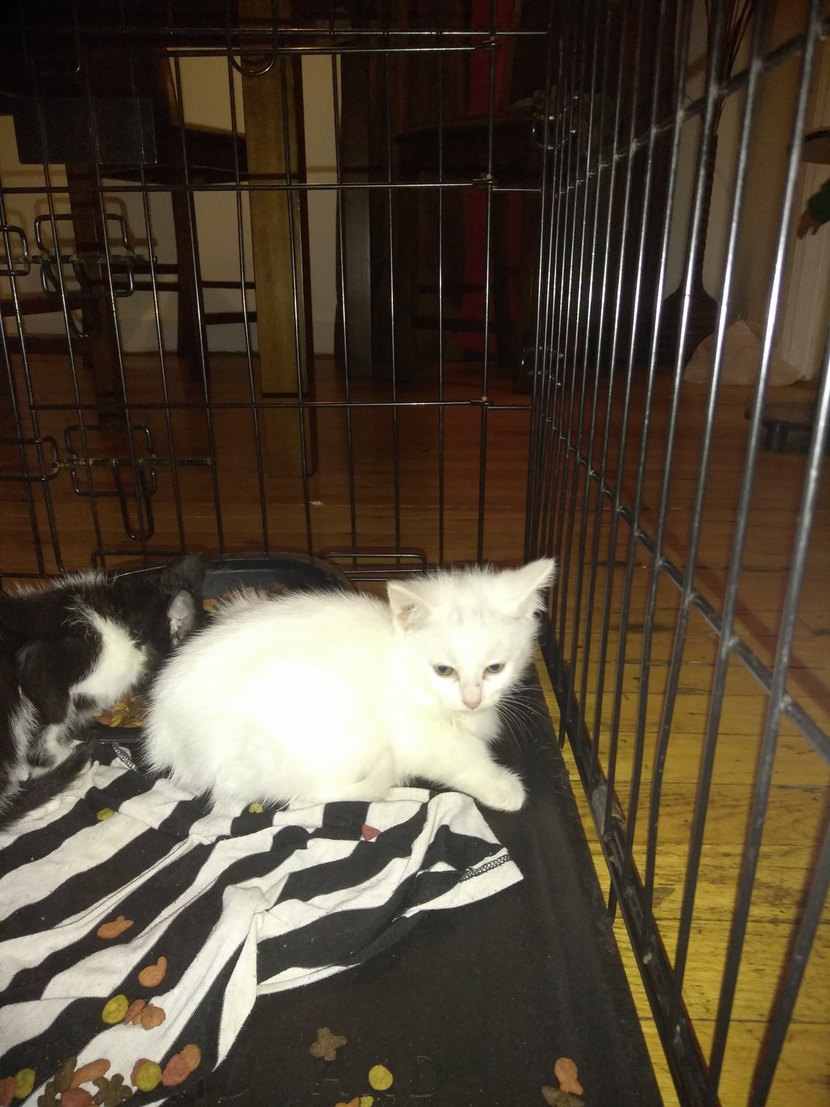 Adopt KITTENS! A White (Mostly) Turkish Van / Mixed Cat In ...