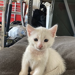 Photo of White kitten 2