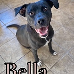 Photo of Bella 121429