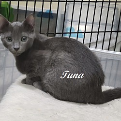 Thumbnail photo of Tuna #4