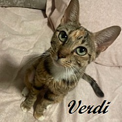 Thumbnail photo of Verdi #2