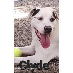 Thumbnail photo of Clyde #3