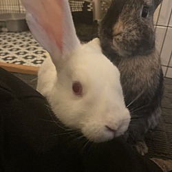 bonded pet photo