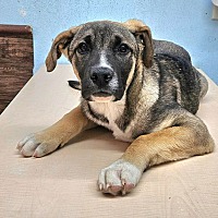 adopt a pet