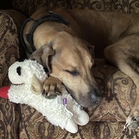 adopt a pet