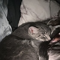 adopt a pet