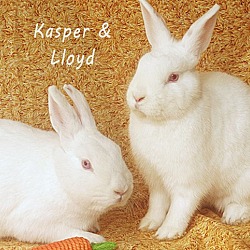 Thumbnail photo of Kasper & Lloyd #1