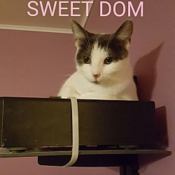 Photo of Dom