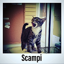 Photo of Scampi
