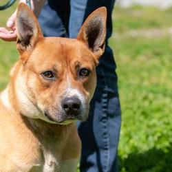 Terre Haute Humane Society in Terre Haute, Indiana