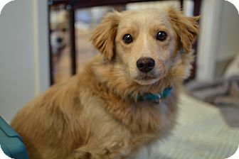 corgi golden retriever mix adoption