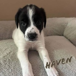 Photo of Haven