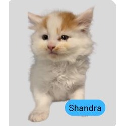 Photo of Shandra