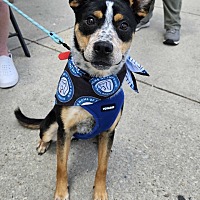 adopt a pet