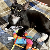 adopt a pet