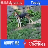 adopt a pet