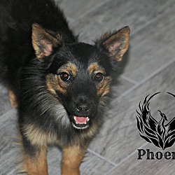 Thumbnail photo of Phoenix #3