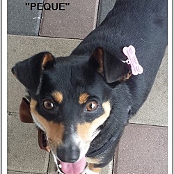 Thumbnail photo of Peque *in adoption process #1