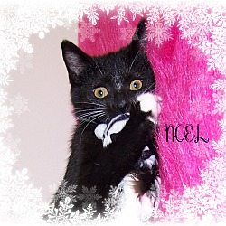 Thumbnail photo of NOEL - 10 wk kitten #1
