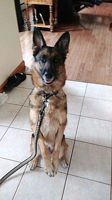 Enola, PA - German Shepherd Dog. Meet Roxy a Pet for Adoption ...