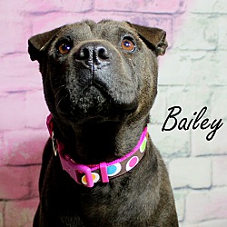 Thumbnail photo of Bailey~adopted! #2