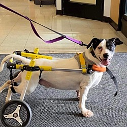 Photo of Dozer