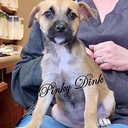 Thumbnail photo of Pinky Dink~adopted! #2