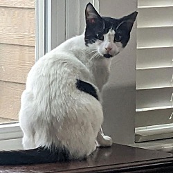Photo of Poppy