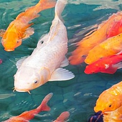 Photo of Koi and Gold Fish