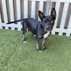 Photo of *GYPSY
