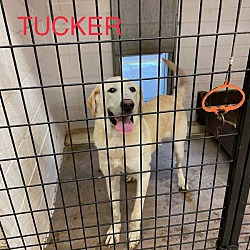 Photo of Tucker