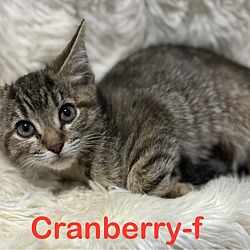 Photo of Cranberry 23