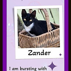 Thumbnail photo of Zander Ultimate Lover Kitty #1