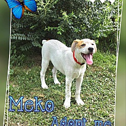 Thumbnail photo of Meko #1