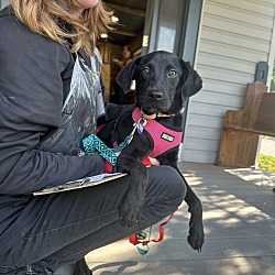 Thumbnail photo of BRIE    18 POUND PUPPY   FALL FOCUS SPECIAL  $185  FOSTERED IN NEW JERSEY #3