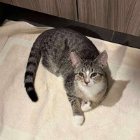 adopt-pet