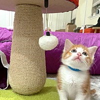 adopt a pet