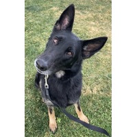 adopt-pet