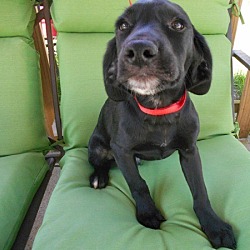 Thumbnail photo of Shelby-Blk puppy Adopted! #1